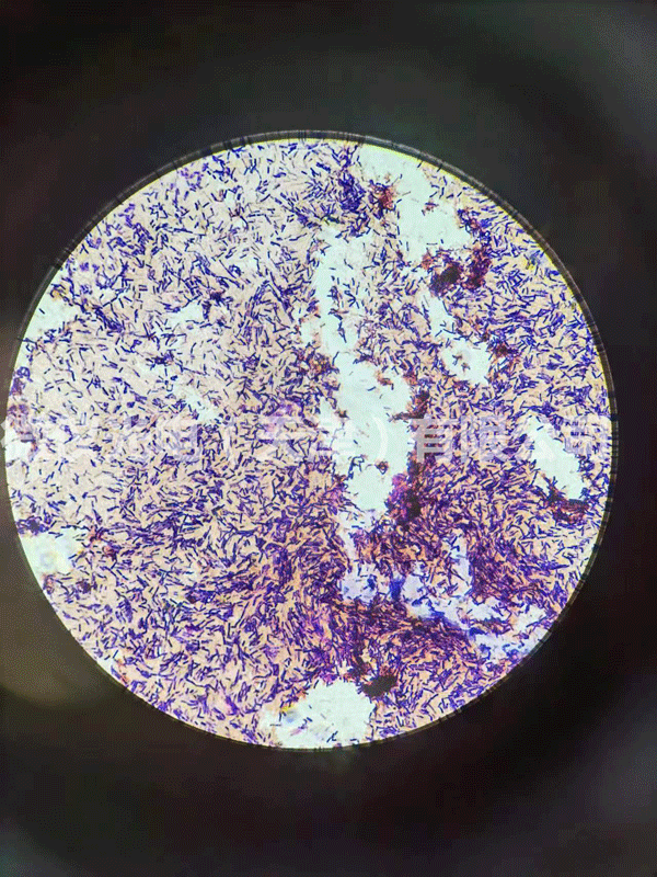 哔咔漫画免费入口网页廠家.png 哔咔漫画免费入口网页廠家.png