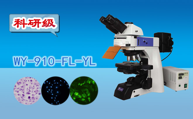 熒光哔咔漫画免费入口网页不適合觀察活細胞，對嗎？